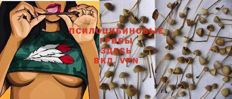 Псилоцибиновые грибы Psilocybine cubensis  Азнакаево 